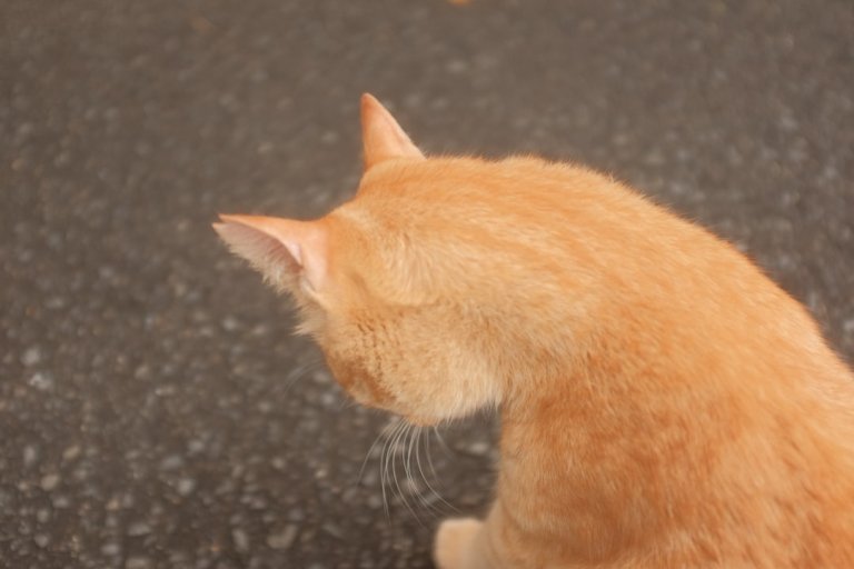 Cat Outline SVGs: Cute Minimal Pets for Mugs