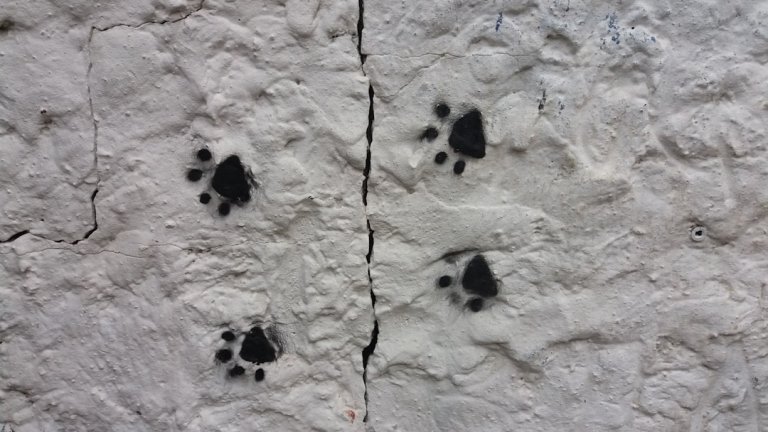 Dog Outline SVGs: Best Friend Decals for Cars