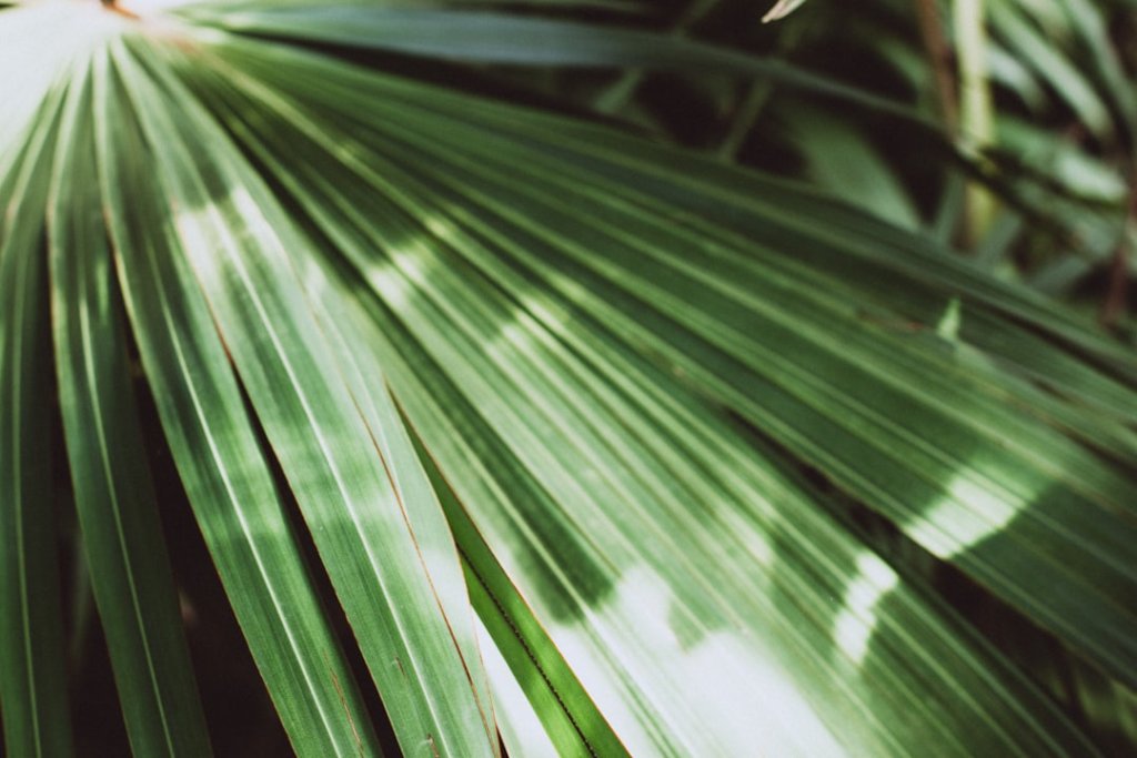 Palm Leaf SVGs: Tropical Decor in Minutes