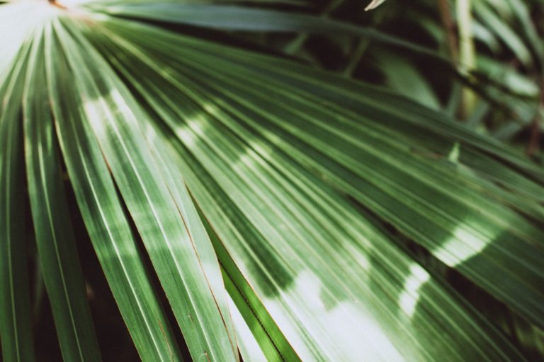 Palm Leaf SVGs: Tropical Decor in Minutes
