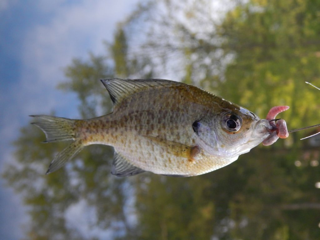 Fishing SVGs: Hooks & Rods for Dad Hats