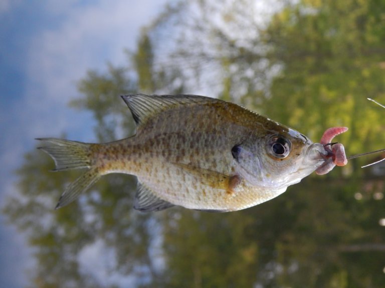 Fishing SVGs: Hooks & Rods for Dad Hats