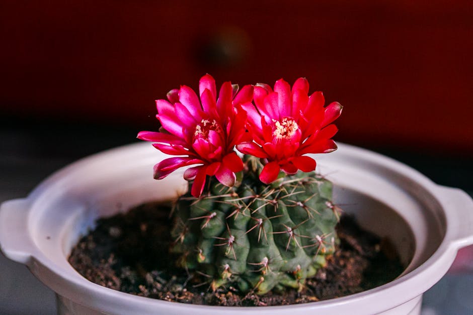 Cactus SVGs: Cute Desert Plants for Pots