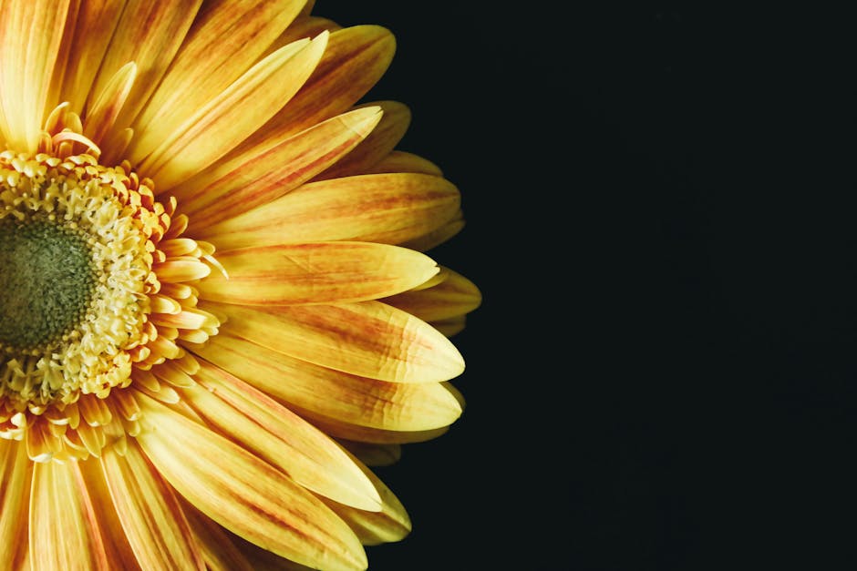Flower Line SVGs: Single-Stem Aesthetic